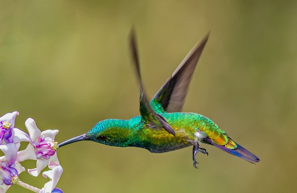 características do beija-flor-de-veste-verde