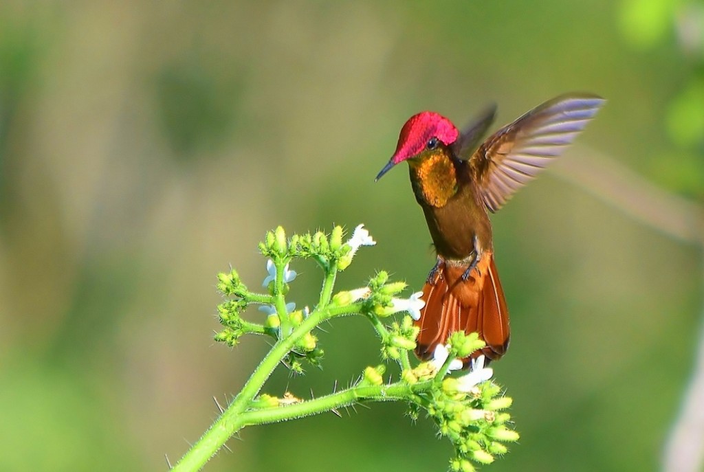 características do beija-flor-vermelho 