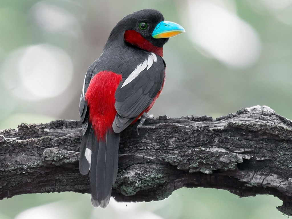 caracteristicas do black-and-red broadbill