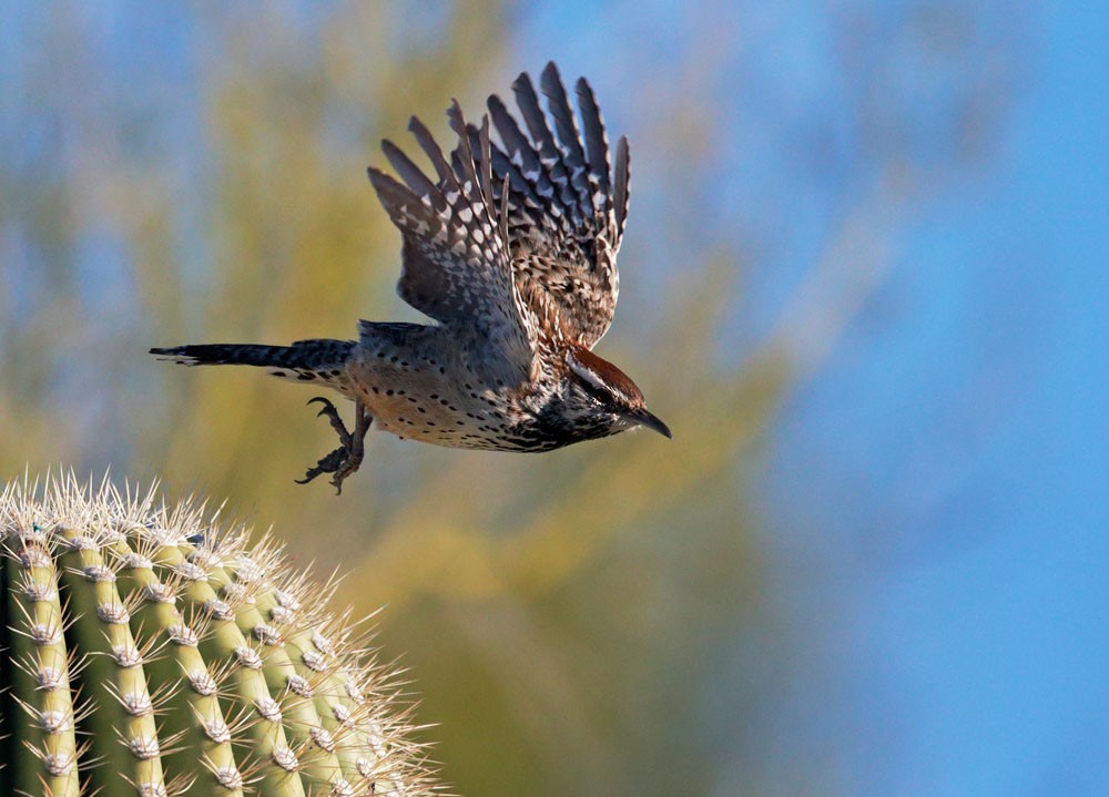 caracteristicas do boucard's wren