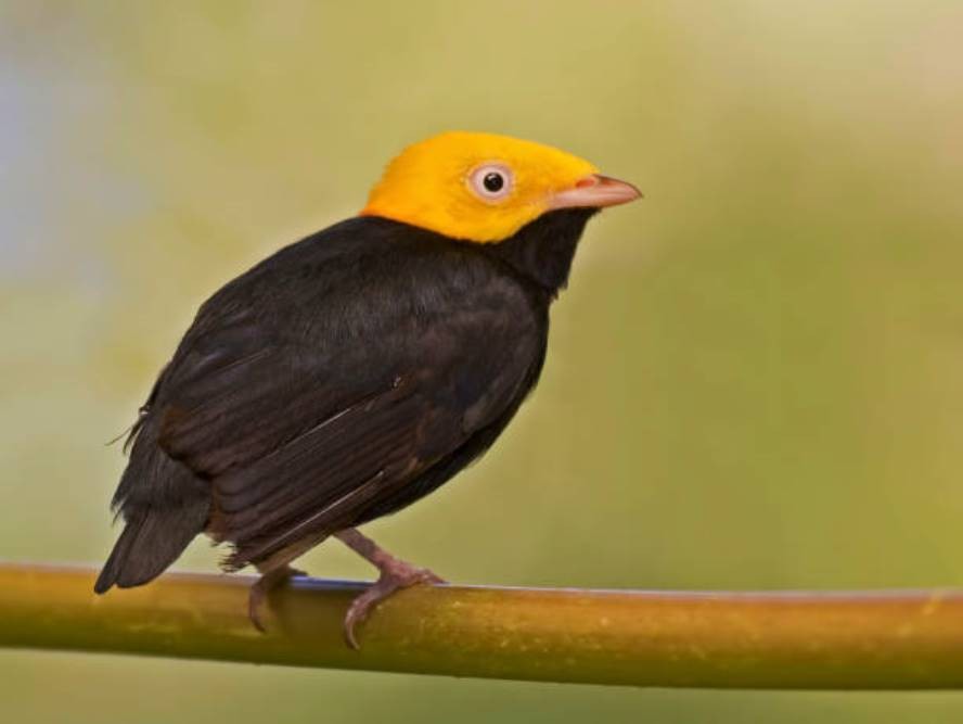 características do cabeca-de-ouro