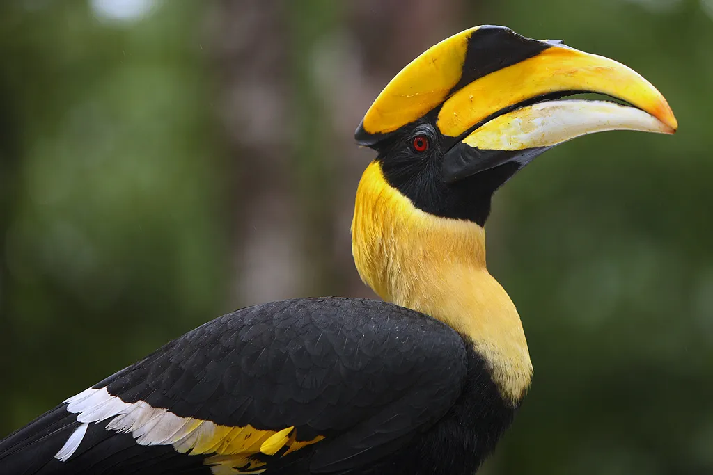 características do calau bicornio