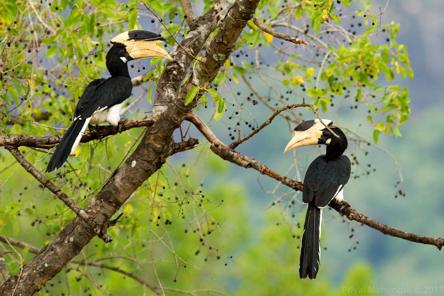 características do calau-de-malabar