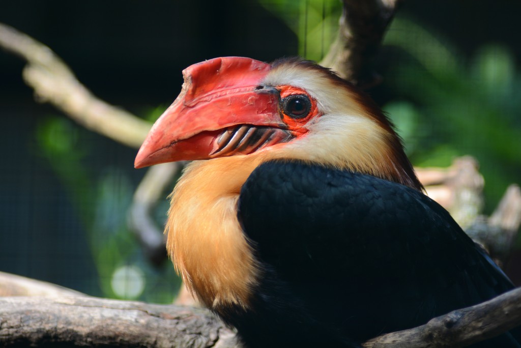 caracteristicas do calau de mindanao