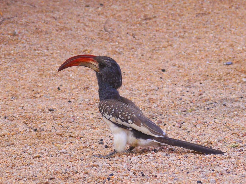 caracteristicas do calau-de-monteiro