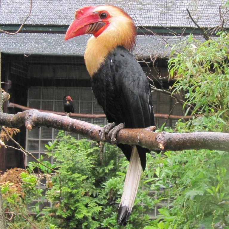 características do calau de walden