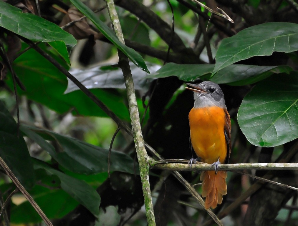 caracteristicas do capitão-de-saíra