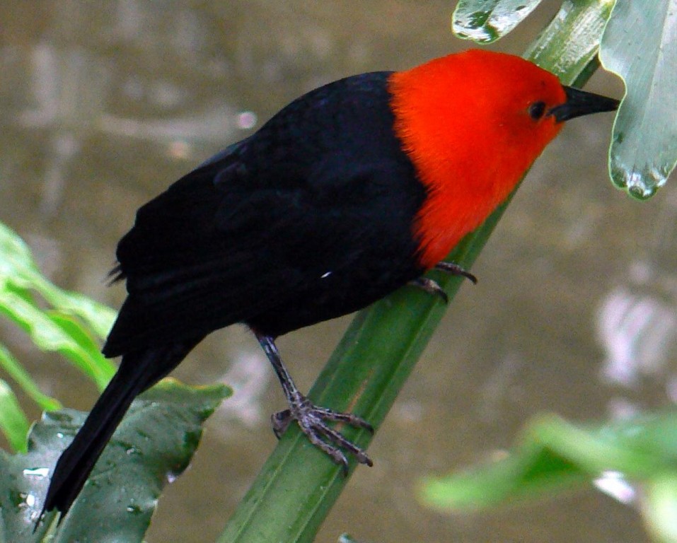 caracteristicas do cardeal-do-banhado