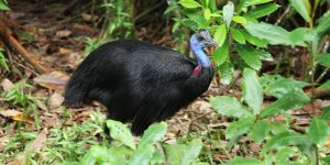 características do casuar-anao