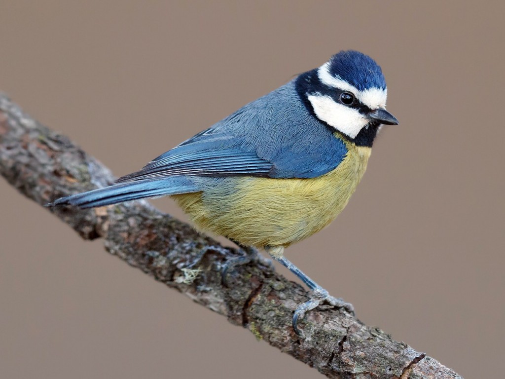 características do chapim-azul