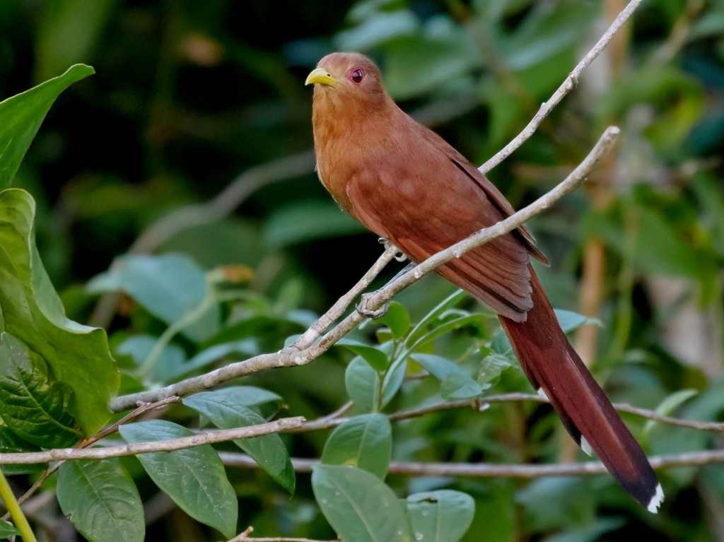 características do chincoa-pequeno