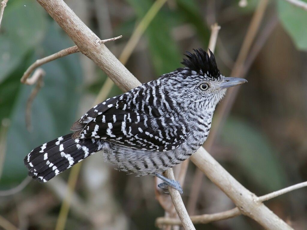 caracteristicas do choca-barrada