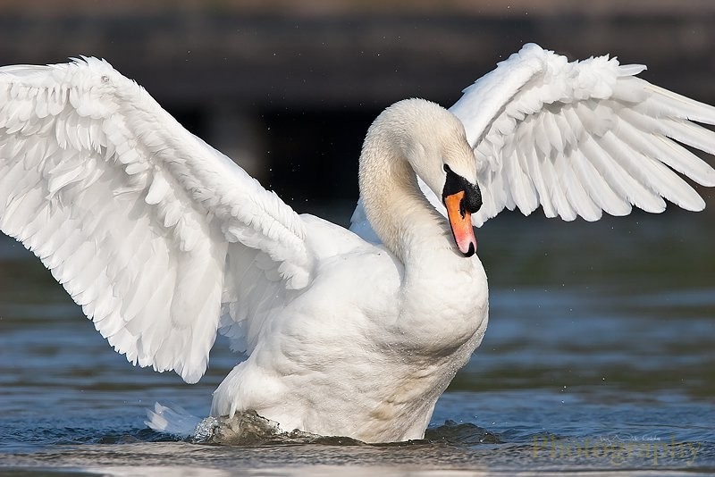 caracteristicas do cisne-branco