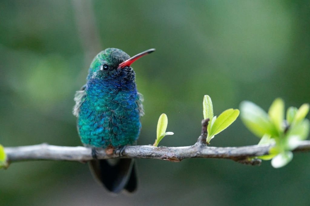 características do colibri-de-bico-largo