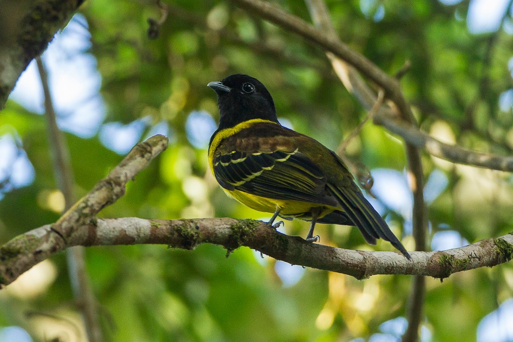 caracteristicas do corocochó 