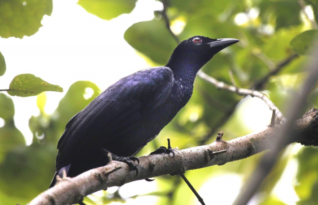caracteristicas do corvo-do-paraiso