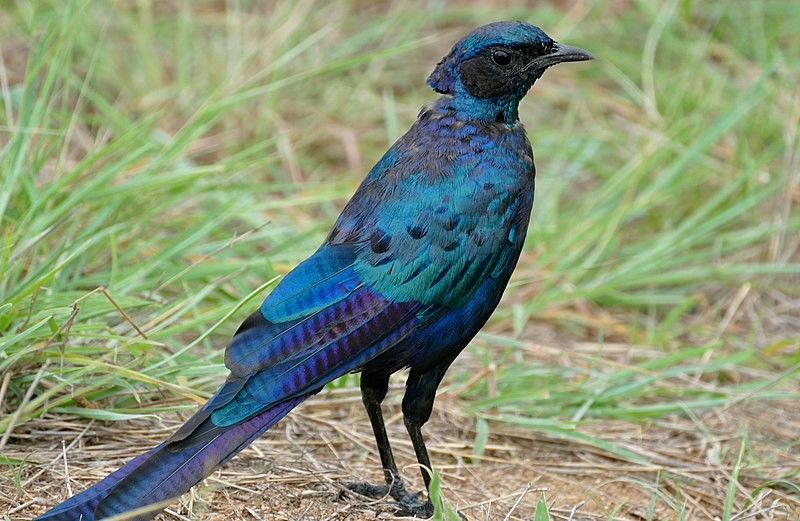 características do estorninho-de-burchell