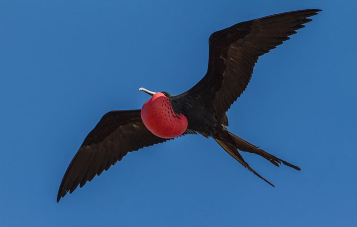 caracteristicas do fragata-de-ascensao