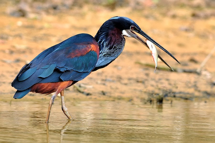 caracteristicas do garca-da-mata