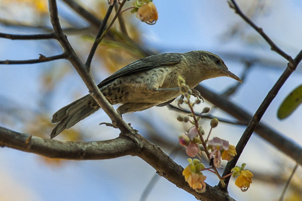 caracteristicas do garrinchao