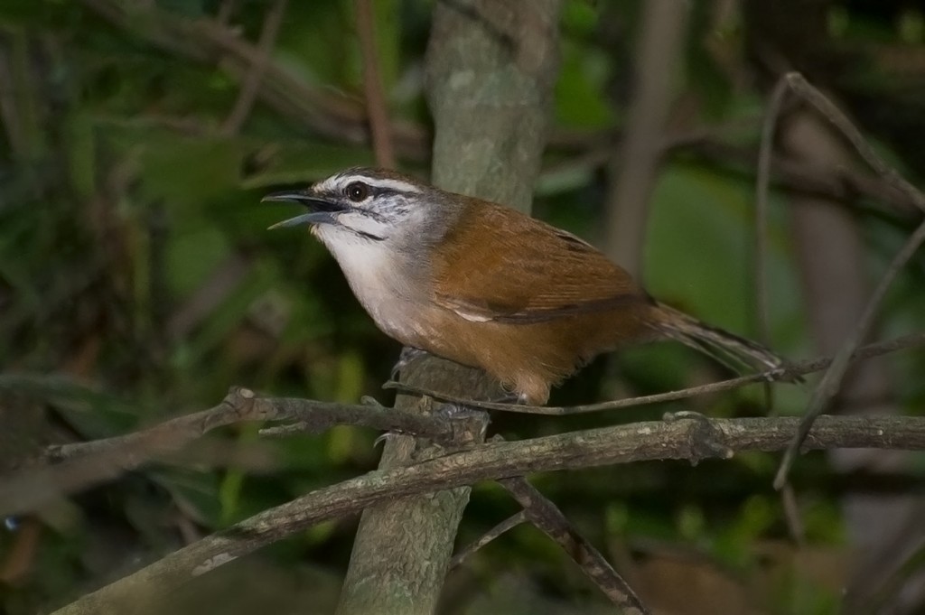 caracteristicas do garrinchao-pai-avo