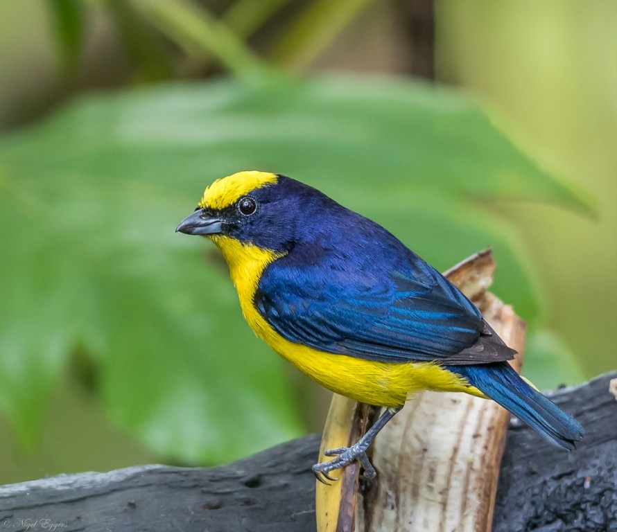 caracteristicas do gaturamo-de-bico-grosso