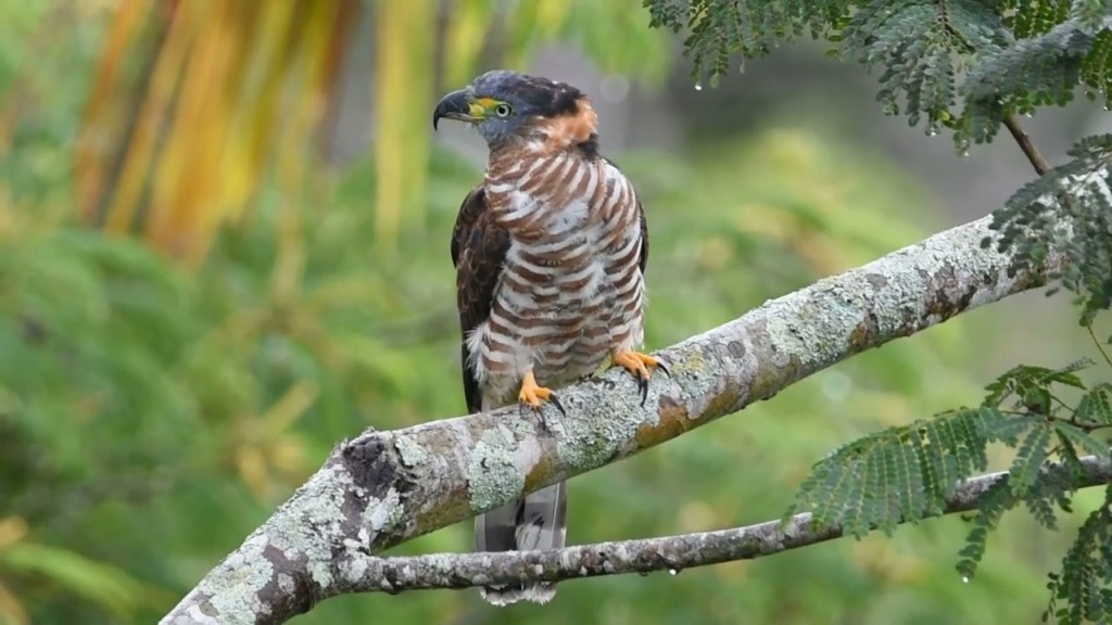 caracteristicas do gaviao-caracoleiro