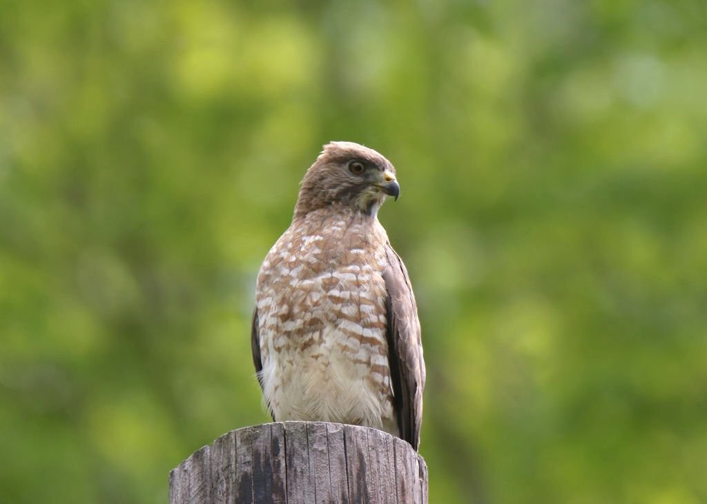 caracteristicas do gaviao-de-asa-larga