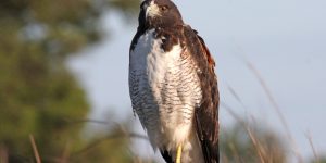 características do gaviao-de-rabo-branco