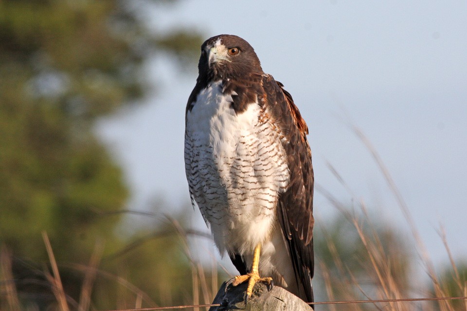 características do gaviao-de-rabo-branco