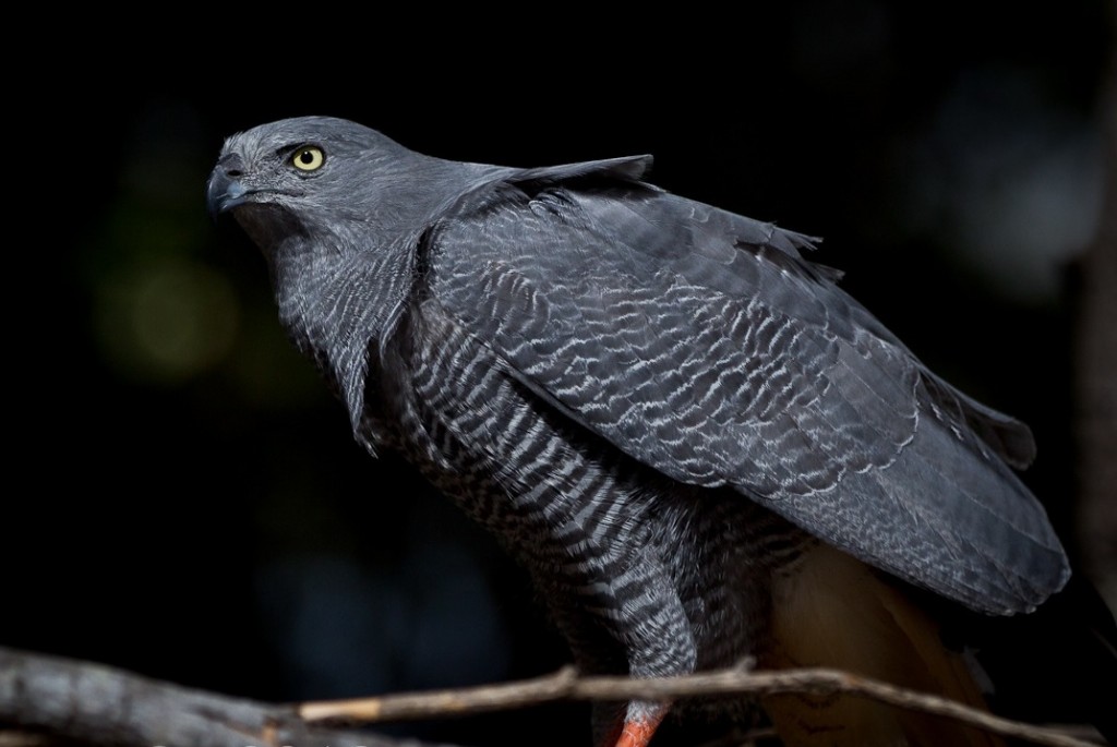 caracteristicas do gaviao-pernilongo