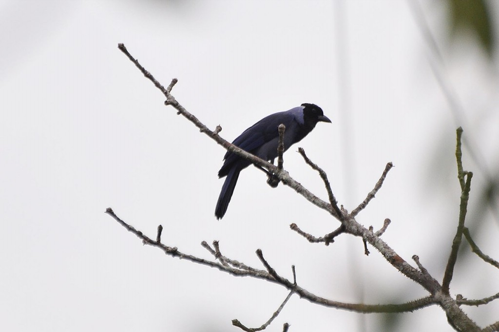 caracteristicas do gralha-violacea