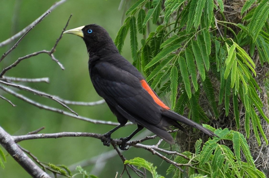 caracteristicas do guaxe