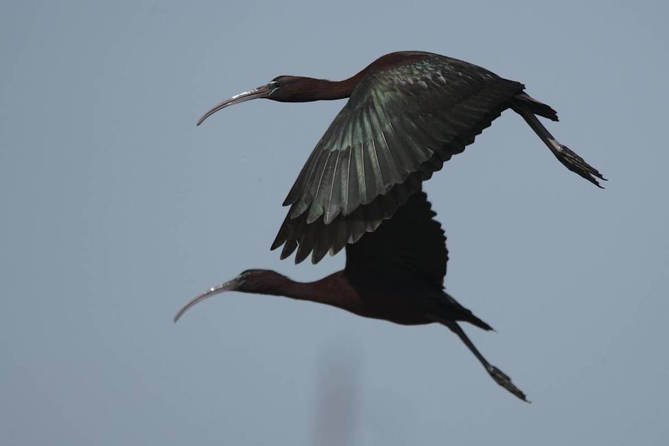 características do ibis-preto
