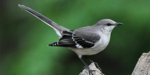 caracteristicas do imitador-poliglota