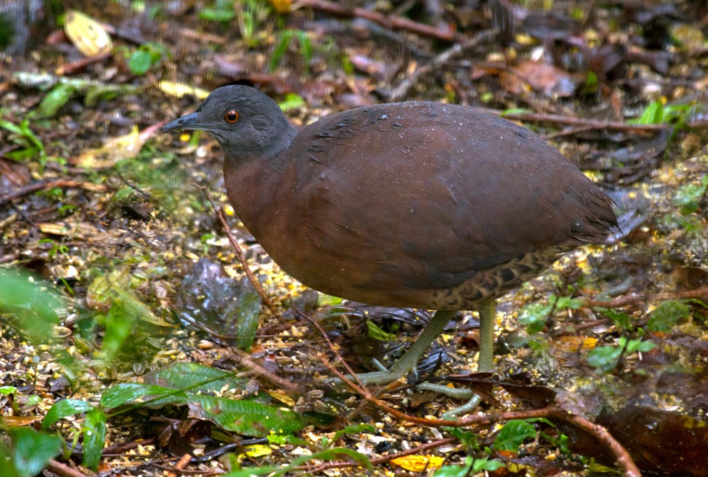 caracteristicas do inhambuguaçu 