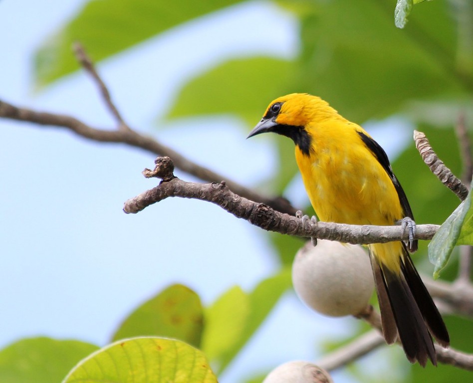 características do joao-pinto-amarelo