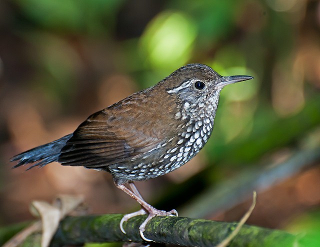 caracteristicas do joão-porco