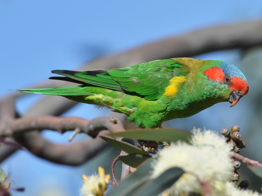 características do lori-de-venda-vermelha