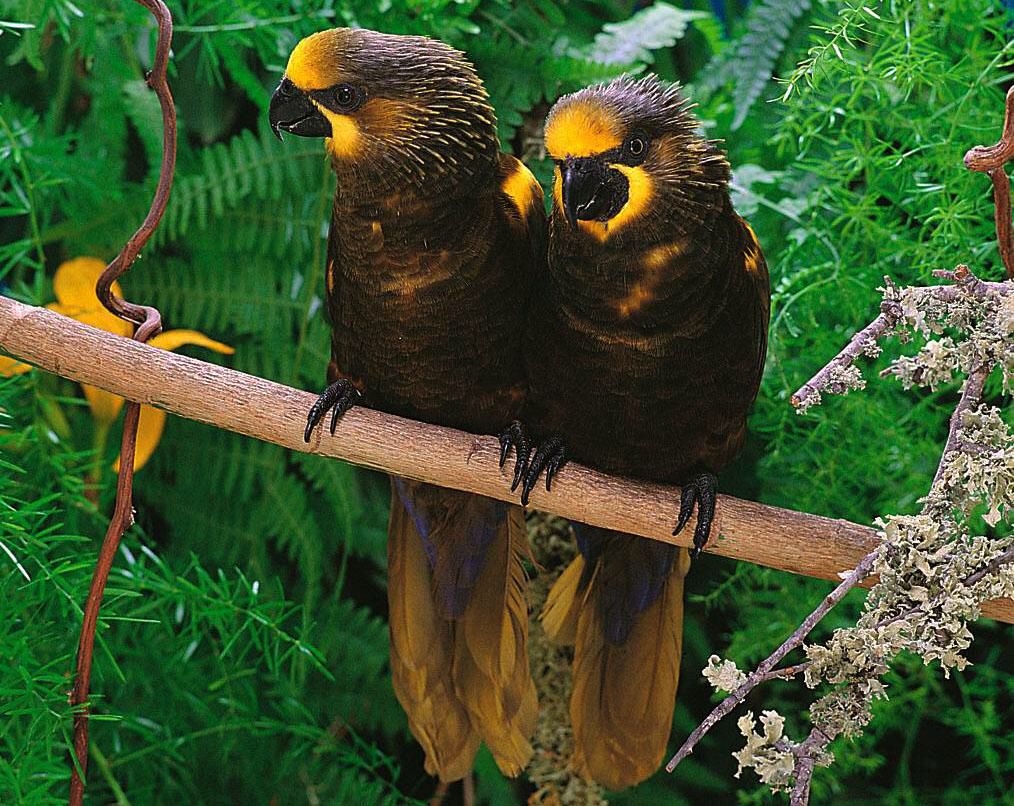 características do loris-listrado-amarelo