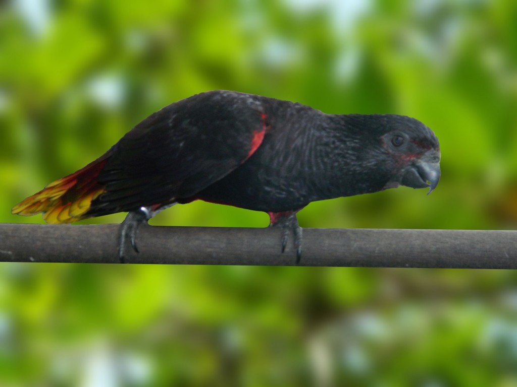 características do loris-negro