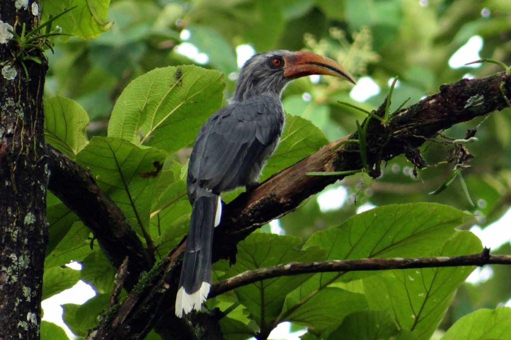 caracteristicas do malabar grey