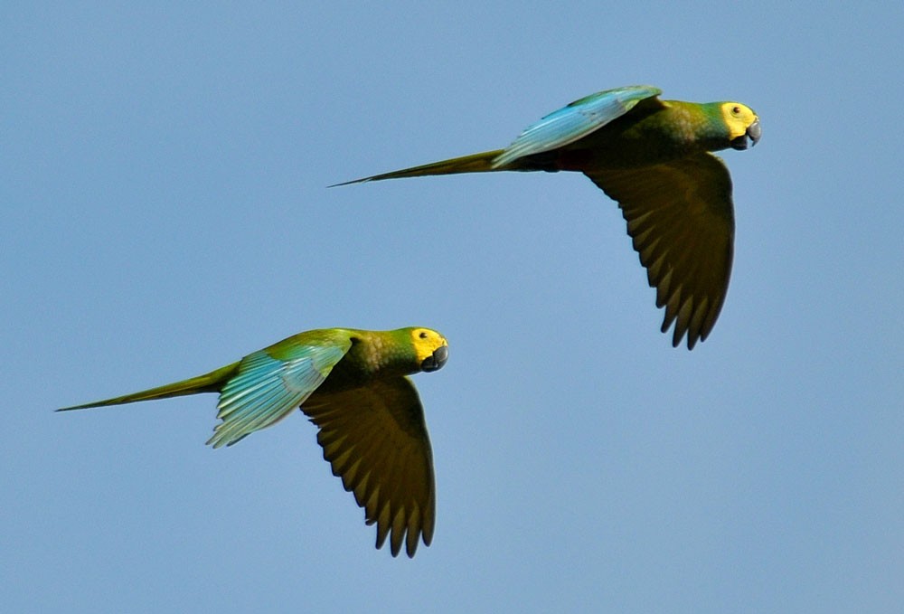 caracteristicas do maracana-do-buriti