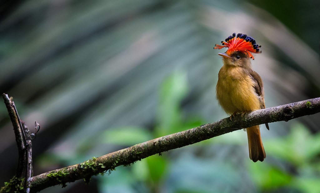 caracteristicas do maria-leque-do-sudeste