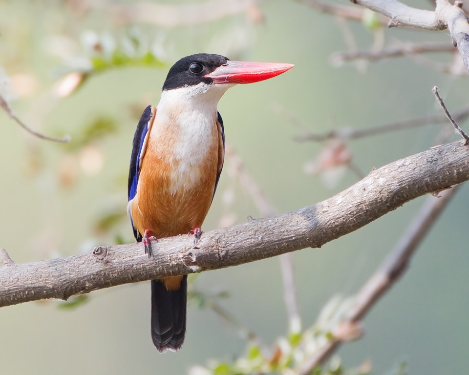 caracteristicas do martim-pescador-de-cabeca-preta