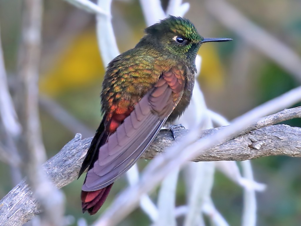 características do metalura-de-perija