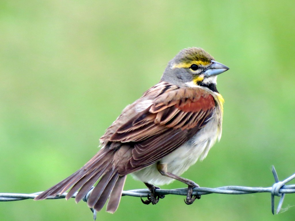 caracteristicas do papa-capim-americano