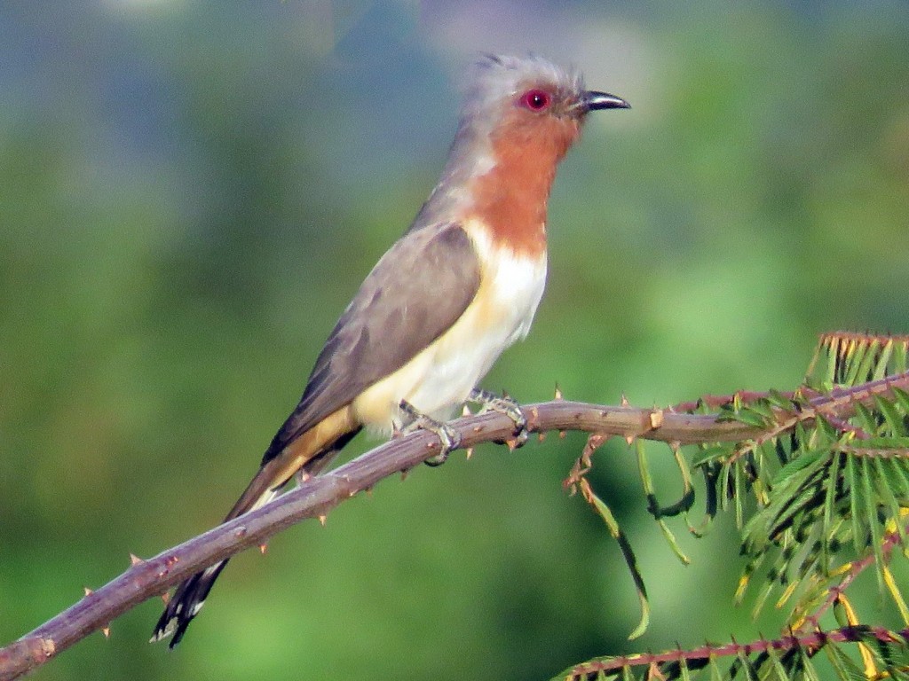 características do papa-lagarta-de-papo-ferrugem