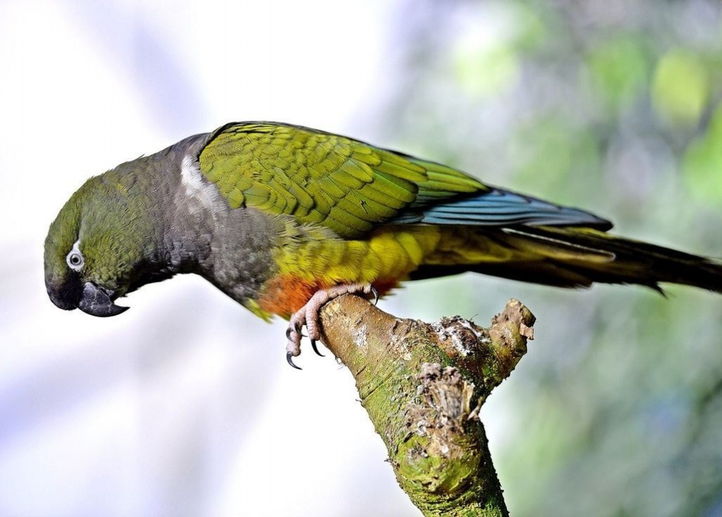 características do papagaio-da-patagonia