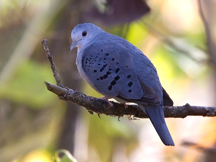 caracteristicas do pararu-azul